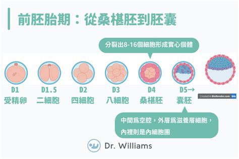 胚胎發育順序|人類胚胎發育